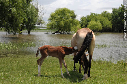 Mare and foal. - Department of Paysandú - URUGUAY. Photo #37155