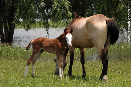 Mare and foal. - Fauna - MORE IMAGES. Photo #37159