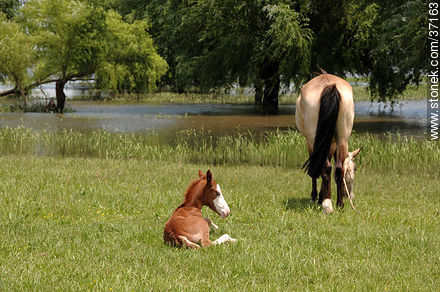 Mare and foal. - Department of Paysandú - URUGUAY. Photo #37163