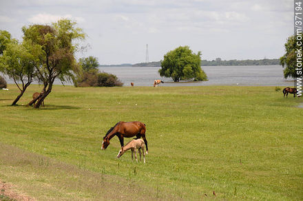 Caballos en la costa del Río Uruguay - Departamento de Paysandú - URUGUAY. Foto No. 37194