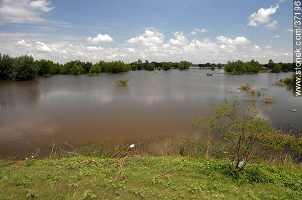 Rised Uruguay river. - Department of Paysandú - URUGUAY. Photo #37196