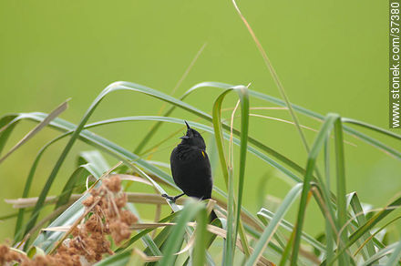 Yellow-winged Blackbird - Department of Rocha - URUGUAY. Photo #37380