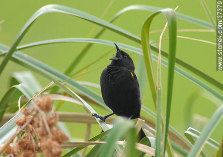 Yellow-winged Blackbird - Department of Rocha - URUGUAY. Photo #37379