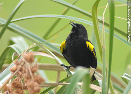 Varillero de ala amarilla - Fauna - IMÁGENES VARIAS. Foto No. 37377