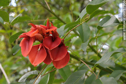 Flor de ceibo - Departamento de Rocha - URUGUAY. Foto No. 37366