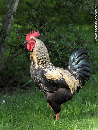 Cock - Fauna - MORE IMAGES. Photo #37365