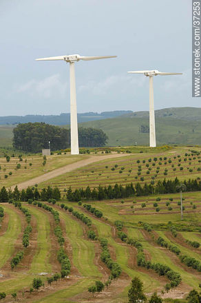 Nuevo Manantial wind farm. Olive grove. - Department of Rocha - URUGUAY. Photo #37253