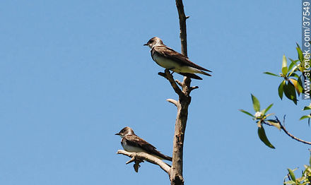 Swallows. Brown-chested Martins - Fauna - MORE IMAGES. Photo #37549