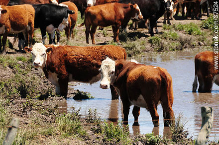 Cattle - Department of Rocha - URUGUAY. Photo #37524