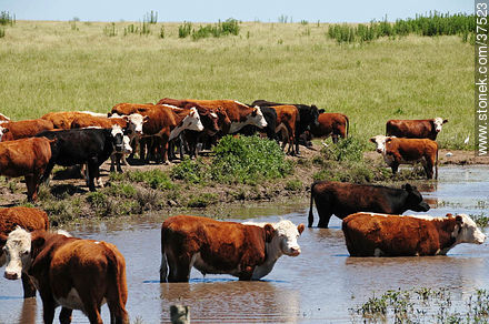 Cattle - Fauna - MORE IMAGES. Photo #37523