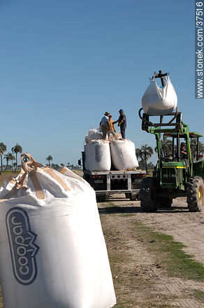 Descarga de bolsas de semilla de arroz - Departamento de Rocha - URUGUAY. Foto No. 37516