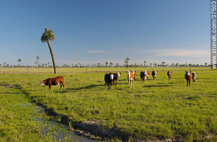 Cattle - Department of Rocha - URUGUAY. Photo #37503