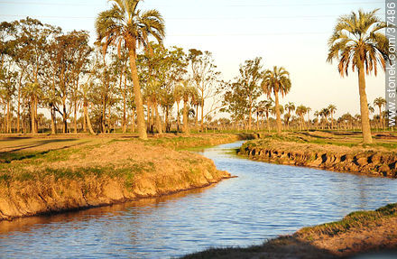Canal de riego - Departamento de Rocha - URUGUAY. Foto No. 37486