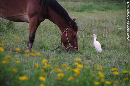 Cattle egret - Department of Rocha - URUGUAY. Photo #37476
