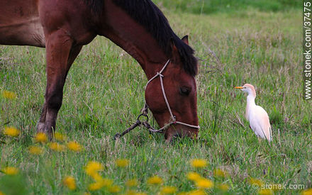 Cattle egret - Fauna - MORE IMAGES. Photo #37475