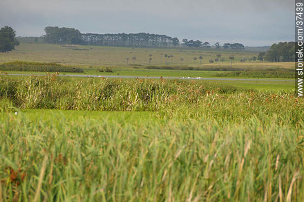 Rocha wetlands - Department of Rocha - URUGUAY. Photo #37439