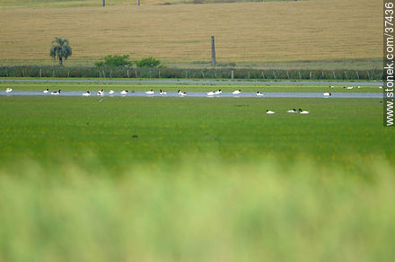 Cisnes de cuello negro - Departamento de Rocha - URUGUAY. Foto No. 37436