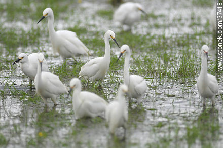 Snowy Egrets - Department of Rocha - URUGUAY. Photo #37418