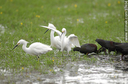 White-faced ibis and Snowy Egrets - Department of Rocha - URUGUAY. Photo #37404