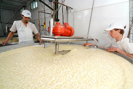 Pequeña industria de fabricación de quesos - Departamento de Colonia - URUGUAY. Foto No. 37659