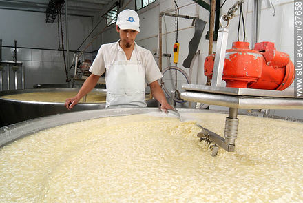 Pequeña industria de fabricación de quesos - Departamento de Colonia - URUGUAY. Foto No. 37658