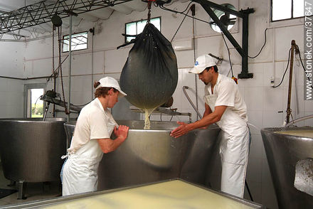 Pequeña industria de fabricación de quesos - Departamento de Colonia - URUGUAY. Foto No. 37647
