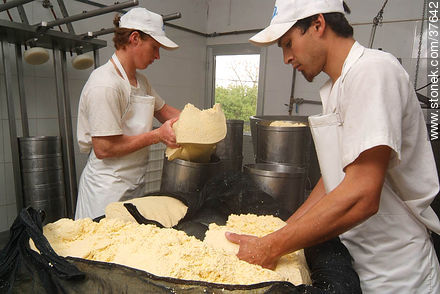 Pequeña industria de fabricación de quesos - Departamento de Colonia - URUGUAY. Foto No. 37642