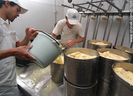 Pequeña industria de fabricación de quesos - Departamento de Colonia - URUGUAY. Foto No. 37636