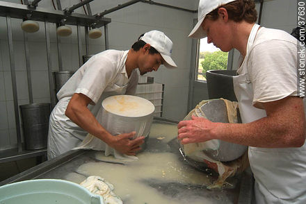 Family cheese factory - Department of Colonia - URUGUAY. Photo #37630