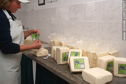 Envasado de queso ricotta - Departamento de Colonia - URUGUAY. Foto No. 37617