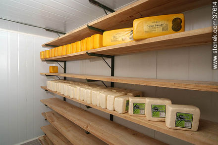 Almacenado en frío de queso ricotta y muzzarella - Departamento de Colonia - URUGUAY. Foto No. 37614
