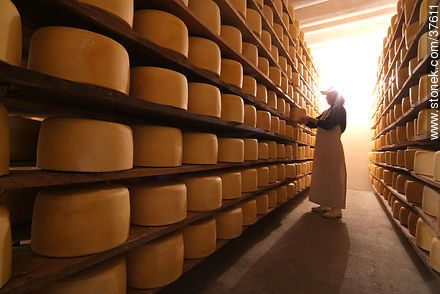 Estantes de maduración del queso - Departamento de Colonia - URUGUAY. Foto No. 37611