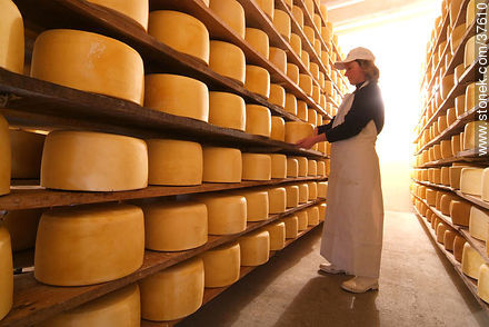 Estantes de maduración del queso - Departamento de Colonia - URUGUAY. Foto No. 37610