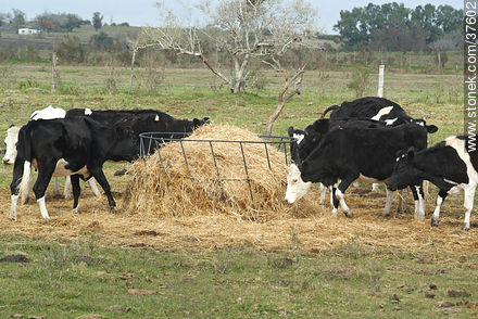 Holando cattle - Department of Colonia - URUGUAY. Photo #37602