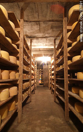 Maturing cheeses - Department of Colonia - URUGUAY. Photo #37591