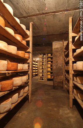 Maturing cheeses - Department of Colonia - URUGUAY. Photo #37590