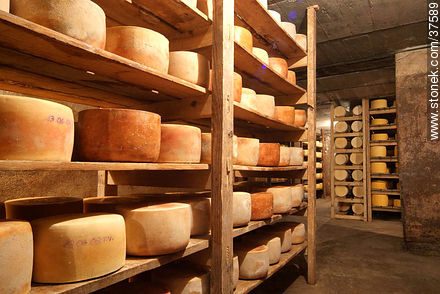 Maturing cheeses - Department of Colonia - URUGUAY. Photo #37589