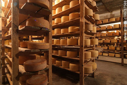 Maturing cheeses - Department of Colonia - URUGUAY. Photo #37588