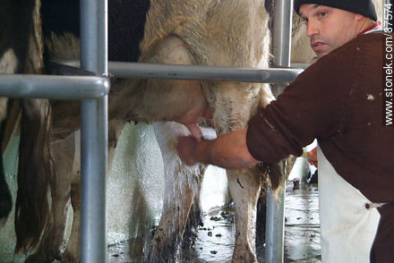 Milking - Department of Colonia - URUGUAY. Photo #37574