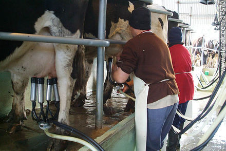 Automatic milking - Department of Colonia - URUGUAY. Photo #37570