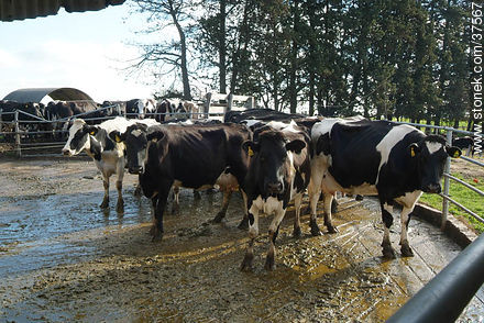 Entrada de ganado para ordeñe - Departamento de Colonia - URUGUAY. Foto No. 37567