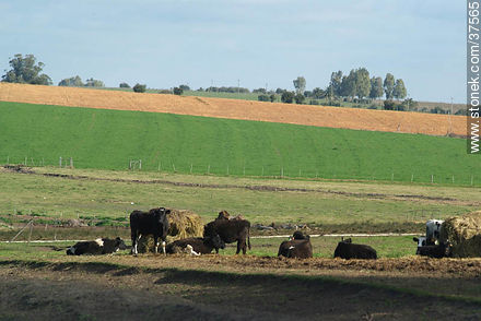Cattle resting in the fields - Department of Colonia - URUGUAY. Photo #37565
