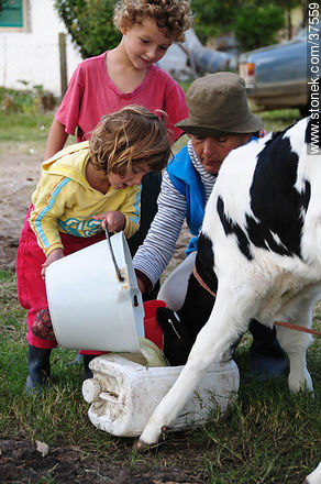 Feeding a calf - Department of Colonia - URUGUAY. Photo #37559