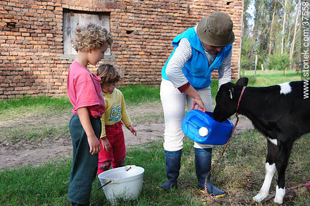 Feeding a calf - Department of Colonia - URUGUAY. Photo #37558