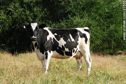 Ejemplar de vaca holando - Departamento de Colonia - URUGUAY. Foto No. 37555