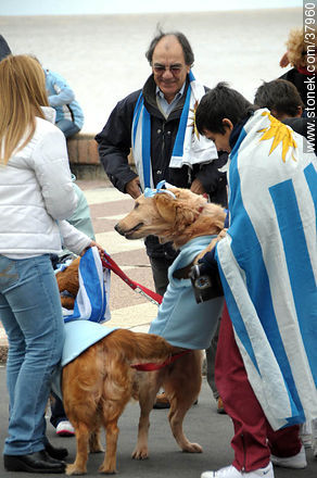 Uruguayan footbal soccer team reception after playing the World Cup in South Africa, 2010. -  - URUGUAY. Photo #37960