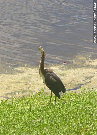 Isles at Lago Mar, Fort Lauderdale. Heron. - Fauna - MORE IMAGES. Photo #38443