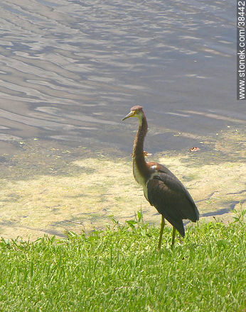 Isles at Lago Mar, Fort Lauderdale. Heron. - State of Florida - USA-CANADA. Photo #38442