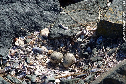 Segull nest and eggs. -  - URUGUAY. Photo #38714