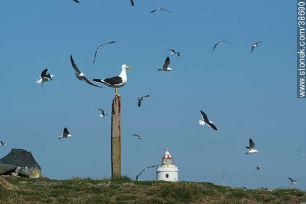 Isla de Flores. Flock of seagulls. -  - URUGUAY. Photo #38690